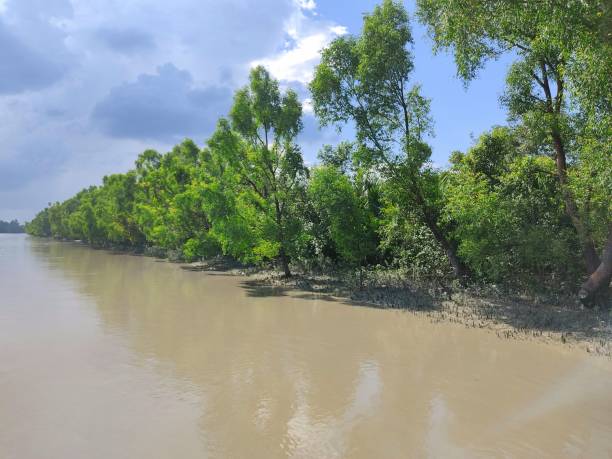 istock Beauty of Sundarbans 1281359874