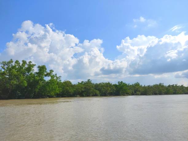 istock Beauty of Sundarbans 1281360249