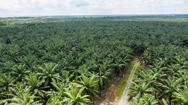 widok z lotu ptaka na plantację oleju palmowego - kalimantan zdjęcia i obrazy z banku zdjęć