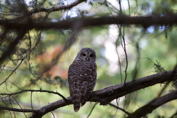 istock Barred owl on a tree branch in fall and leaves in background 1281360544