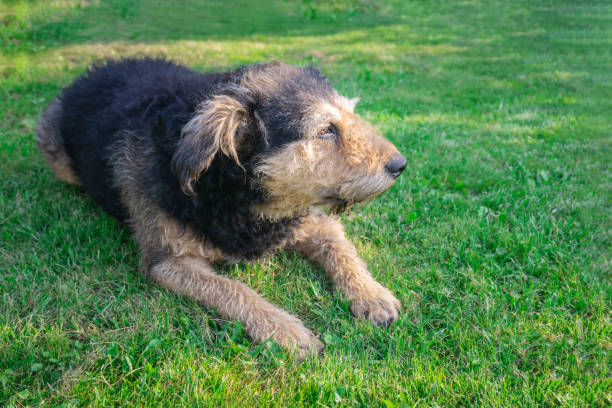 istock Old shaggy dog lying down on grass 1281360703