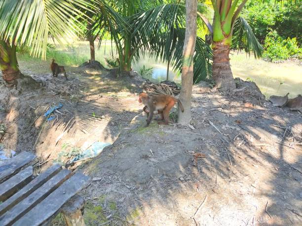 istock Monkeys in the Sundarbans 1281361400