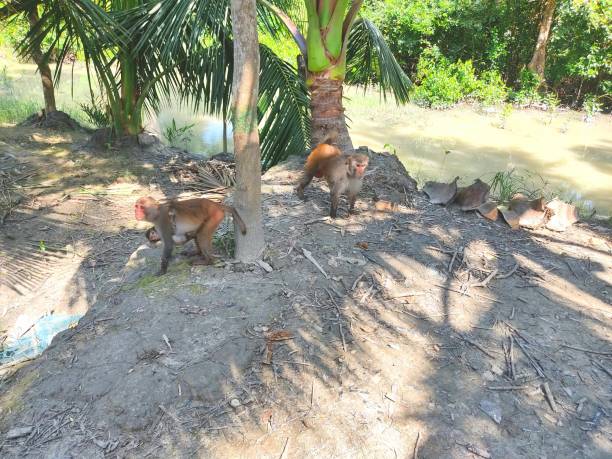 istock Monkeys in the Sundarbans 1281361410
