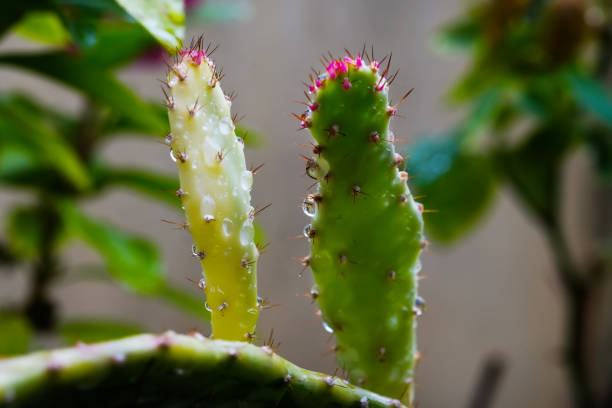 istock Light pink tip of green cactus for background 1281364946