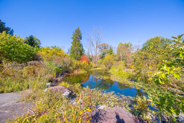 istock Autumn forest yellow and red leaves view 1281365346