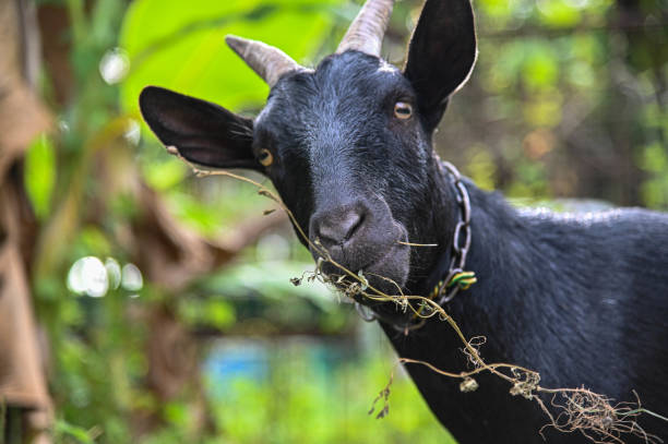 istock Goat in Hong Kong 1281365372