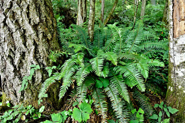 Lush Fern Lush sword fern growing in between two mature forest trees with fresh green leaf foliage and distinct leaf pattern flourishing in the temperate environment of Vancouver Island climate sword fern stock pictures, royalty-free photos & images
