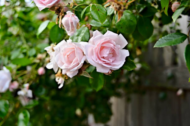 pink climbing rose - hybrid tea rose imagens e fotografias de stock