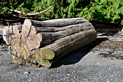 A beautiful close-up view of an old majestic tree trunk washed ashore during high tide along the coastline of Vancouver Island now fully exposed during low tide at the sandy beach of Invermere beach in Nanaimo
