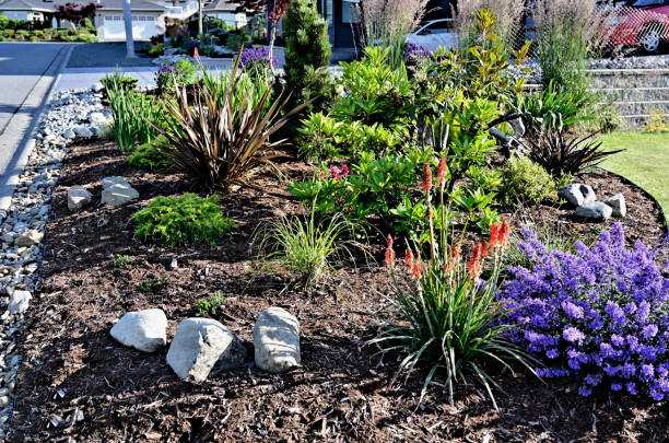 istock Perennial Garden Plants 1281369423