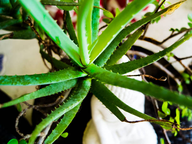 istock Aloe Vera Catus Plant 1281371918