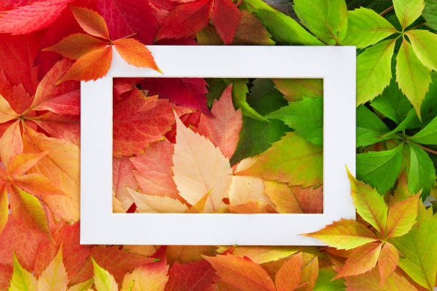 istock Colorful autumn leaves on rustic wooden background with text 1281374477