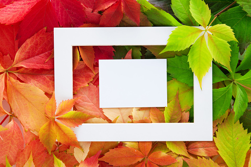 Colorful autumn leaves on rustic wooden background with text - copy space