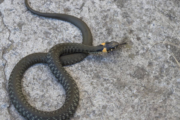 istock A grass snake (Natrix natrix) lies on the ground in a loop in its natural environment. Close-up. 1281378116