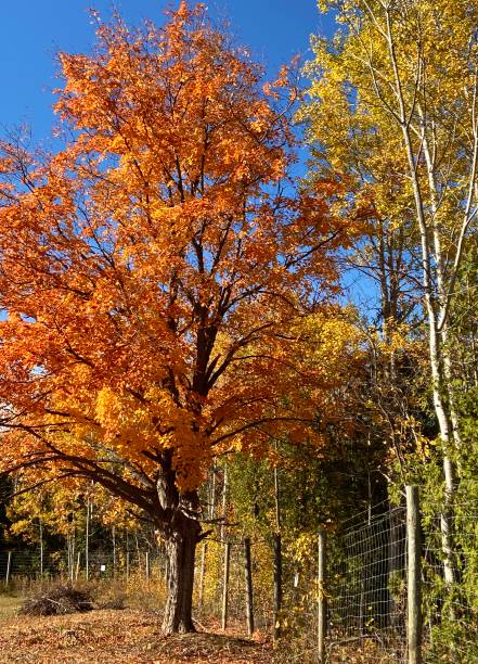 Rural scene in Canada with bright orange maple tree and golden birches with with white park