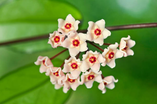 istock Hoya fleshy fluffy flowers 1281380913