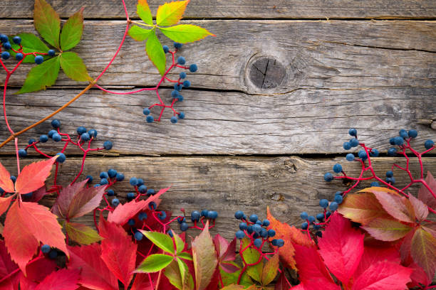 Colorful autumn leaves on rustic wooden background with text - copy space
