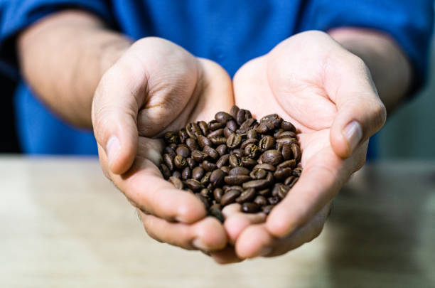 istock Fresh roasted coffee beans shown in hands. 1281383755