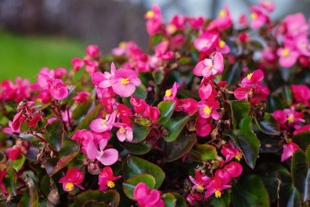 бегония semperflorens цветы в осеннем саду, фон. - begonia стоковые фото и изображения