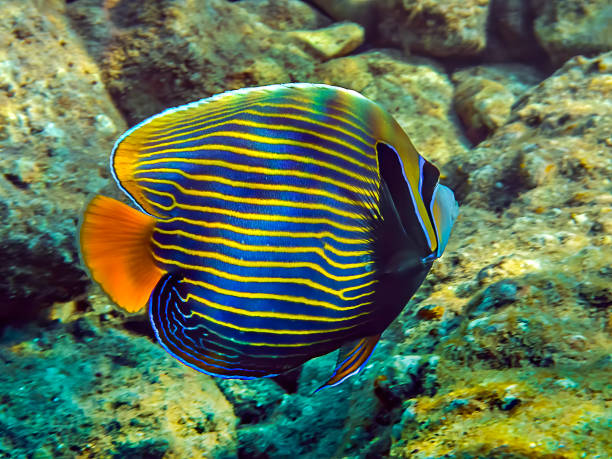 pesce colorato - pomacanthus imperator, abita il mar rosso - beauty in nature coral angelfish fish foto e immagini stock