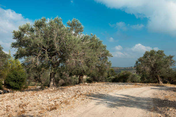 route de campagne parmi la vieille oliveraie, moyen-orient - jerusalem hills photos et images de collection