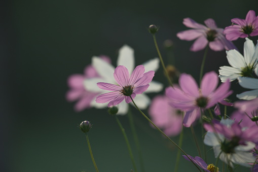 Cosmos is a genus, with the same common name of cosmos, consisting of flowering plants in the sunflower family of higher classification  of Coreopsideae