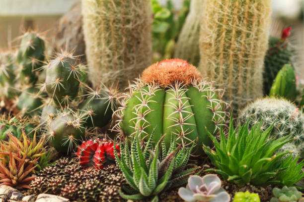 grupo de pequeña planta de cactus en el jardín de cactus - ornamental garden plant tropical climate desert fotografías e imágenes de stock