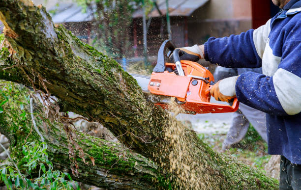 istock Man pruning tree branches work in the city utilities after damaged trees after a storm 1281386232