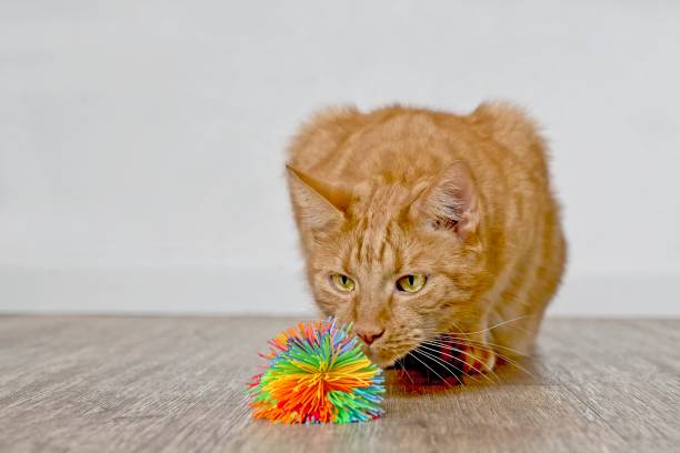 istock Cute ginger cat looking curious to a toy ball. 1281387716