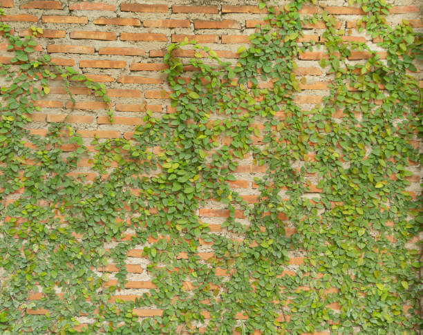 istock Red brick wall pattern surface texture with Ivy plant with leaves, green creeper bush and vines. Material for design decoration background. 1281387773
