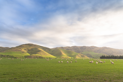 Group of White sheep in south island New Zealand with nature landscape background