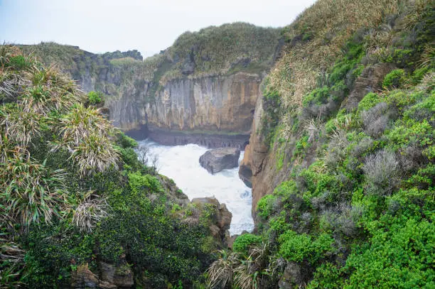 A wide-view shot green environment of the abstract Pancake Rocks in Punakaiki, South Island, New Zealand.