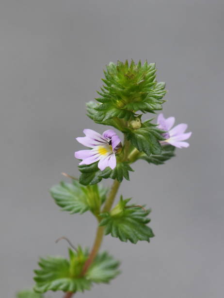 Euphrasia stricta The small wildflower herb drug eyebright Euphrasia stricta in nature euphrasia stock pictures, royalty-free photos & images