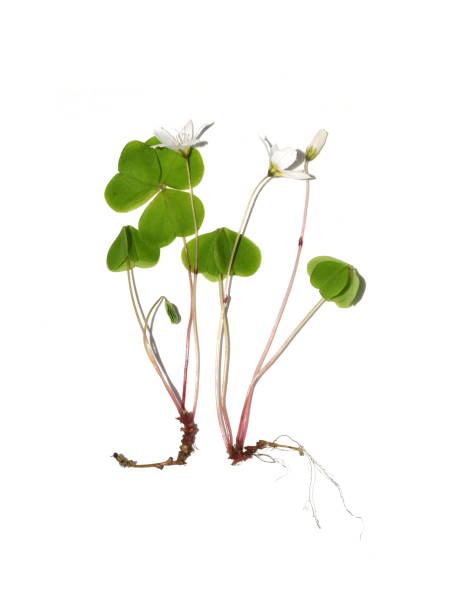 Oxalis acetosella The common wood sorrel Oxalis acetosella flowering plant isolated on white background wood sorrel stock pictures, royalty-free photos & images