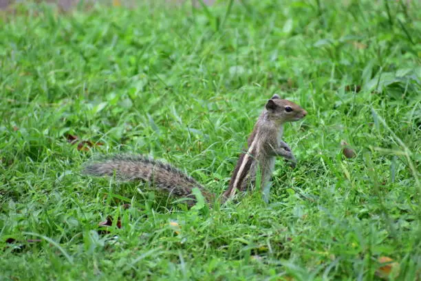 Photo of A squirrel eating food in a park. Green grass all around him