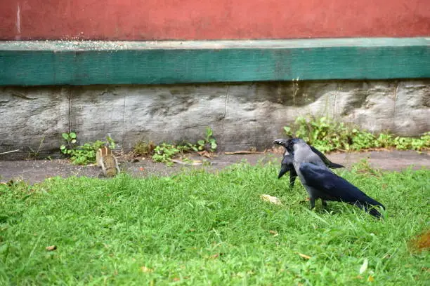 Photo of A squirrel eating food in a park. Green grass all around him