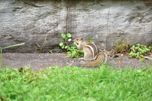 Photo of A squirrel eating food in a park. Green grass all around him