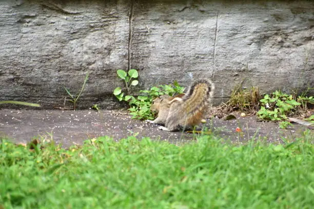 Photo of A squirrel eating food in a park. Green grass all around him