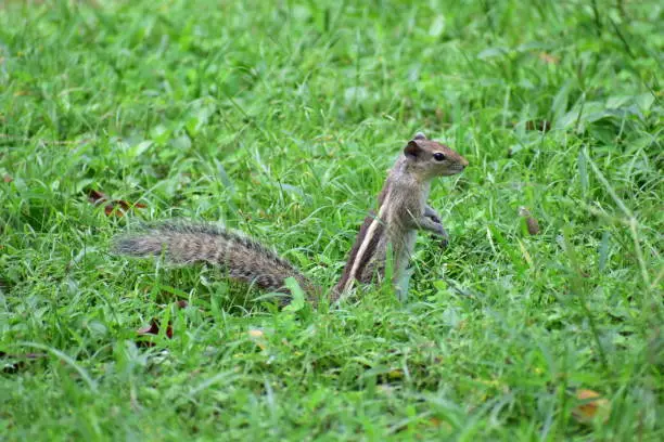 Photo of A squirrel eating food in a park. Green grass all around him