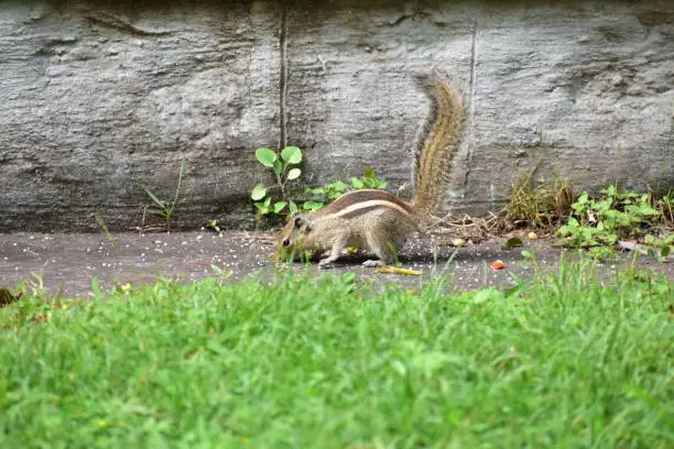 Photo of A squirrel eating food in a park. Green grass all around him