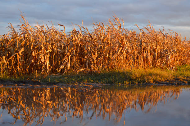 istock ripe corn field in sunlight reflected in the water 1281390454