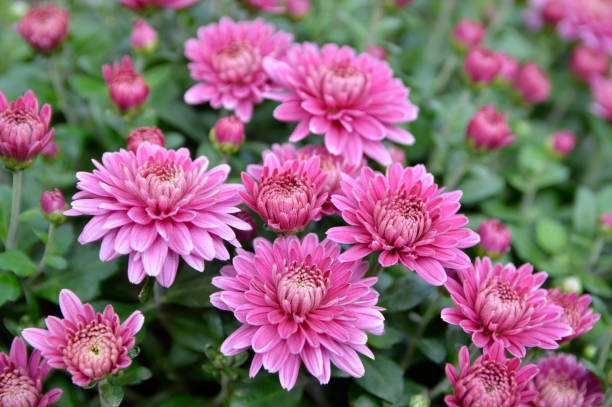 istock pink blooming chrysanthemums close up 1281390502