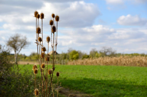 istock dry thistle heads with blurred rural landscape in backgroun 1281390634