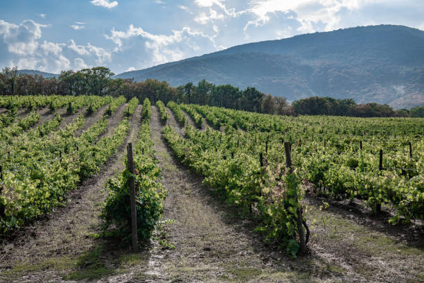 istock Long rows of vineyards in the valley 1281392717