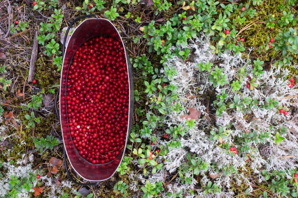 istock Metal pot filled with red fresh cowberries. 1281392772