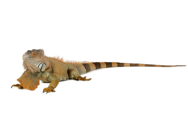 istock Green iguana isolated on white background 1281393552