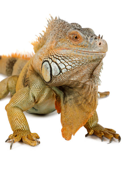 istock Green Iguana portrait 1281393570