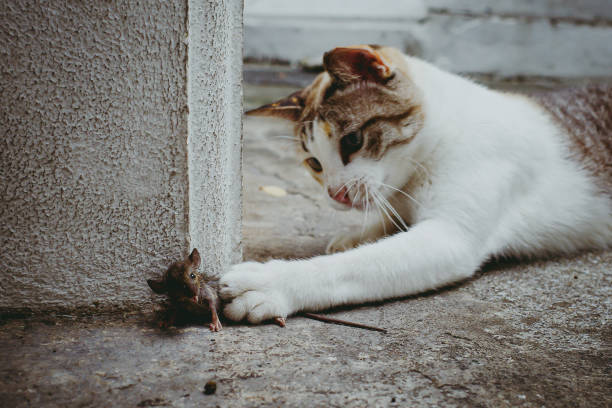 istock A small mouse in the hand of a cat 1281393711