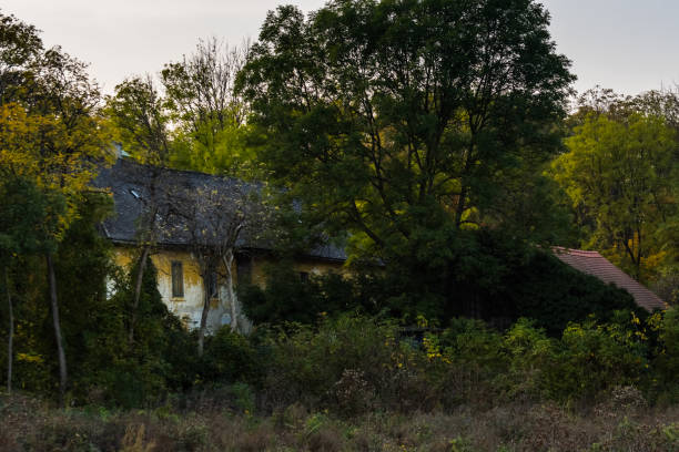 old overgrown house in the forest and green nature