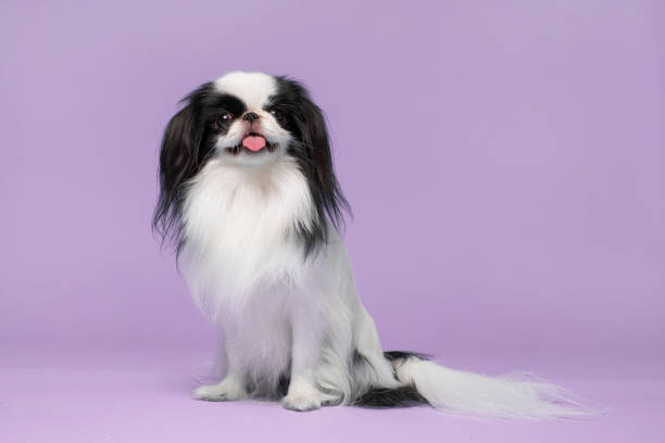 istock Cute japanese Chin against violet background. Studio shot 1281394355